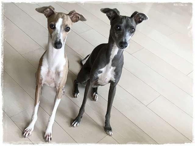 f:id:gino-ig:20170520001646j:plain