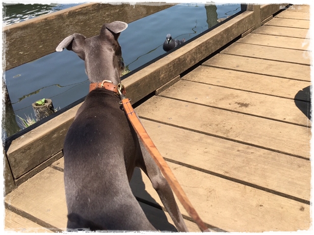 f:id:gino-ig:20170520230342j:plain