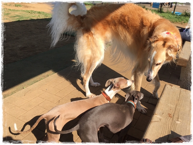 f:id:gino-ig:20170520230455j:plain