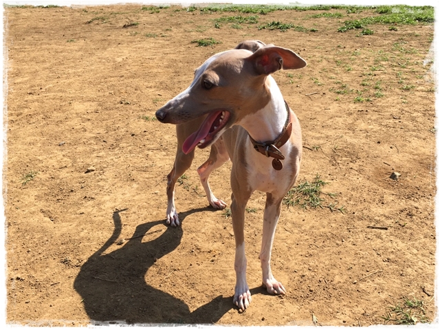 f:id:gino-ig:20170520230531j:plain