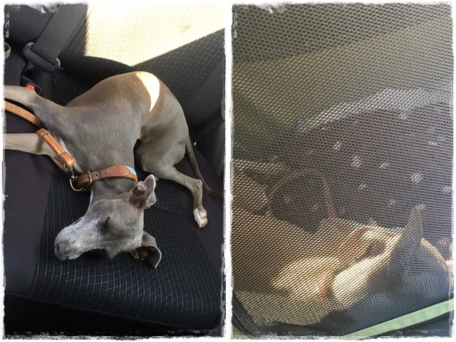 f:id:gino-ig:20170520230935j:plain