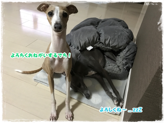 f:id:gino-ig:20170520231007j:plain