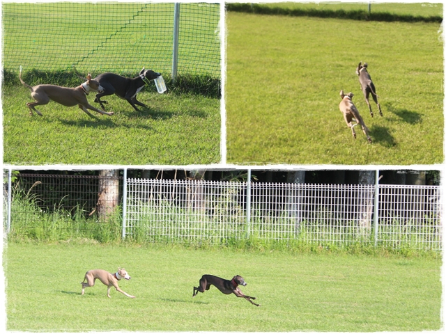 f:id:gino-ig:20170523224721j:plain