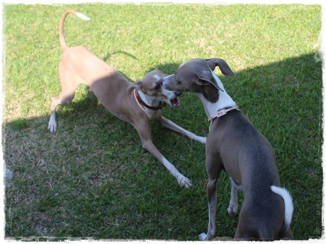 f:id:gino-ig:20170523231258j:plain