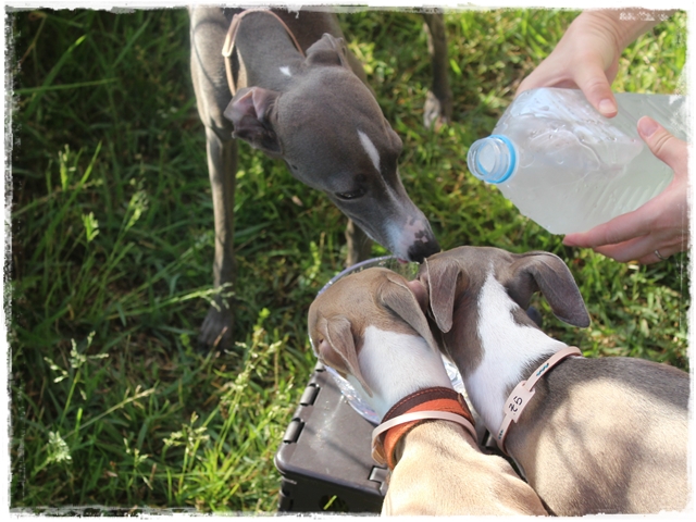 f:id:gino-ig:20170523231622j:plain