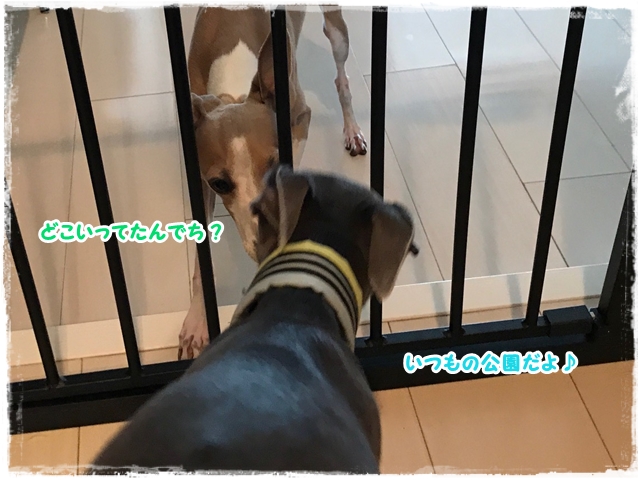 f:id:gino-ig:20170525230806j:plain