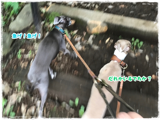 f:id:gino-ig:20170601232715j:plain
