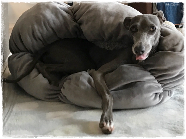 f:id:gino-ig:20170613235028j:plain