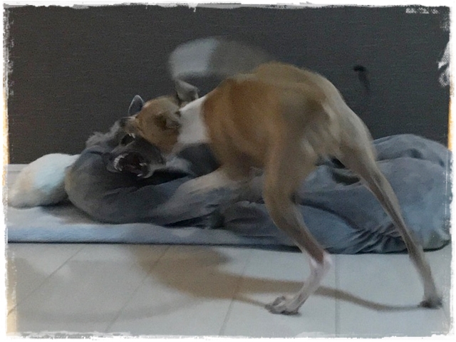 f:id:gino-ig:20170613235125j:plain