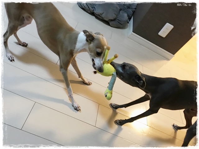 f:id:gino-ig:20170613235550j:plain