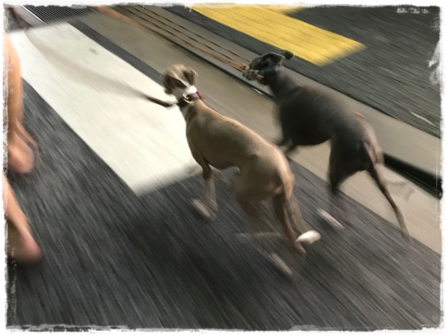 f:id:gino-ig:20170613235739j:plain