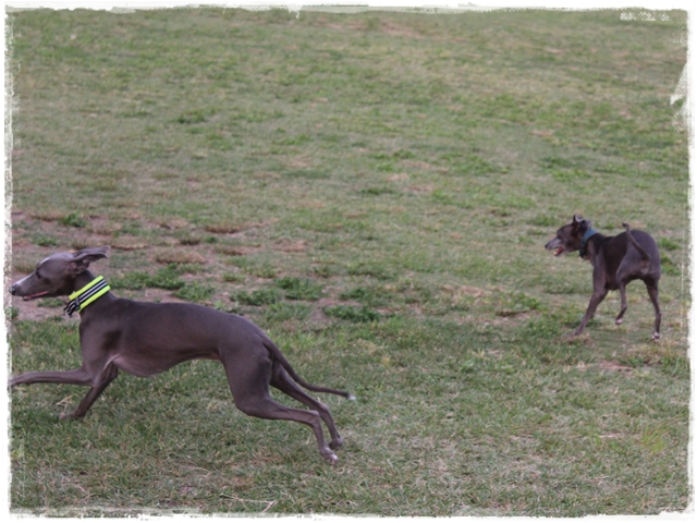 f:id:gino-ig:20170614225934j:plain f:id:gino-ig:20170614225934j:plain