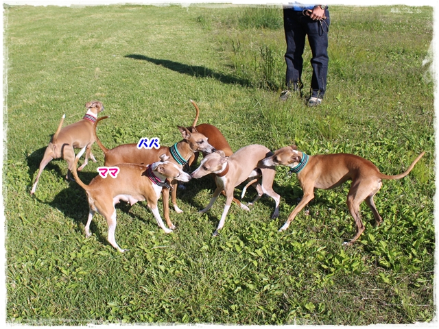 f:id:gino-ig:20170618225140j:plain