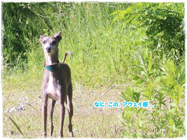 f:id:gino-ig:20170618230023j:plain