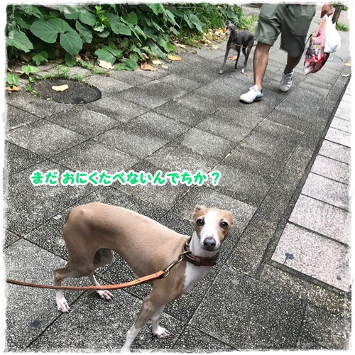 f:id:gino-ig:20170701232448j:plain