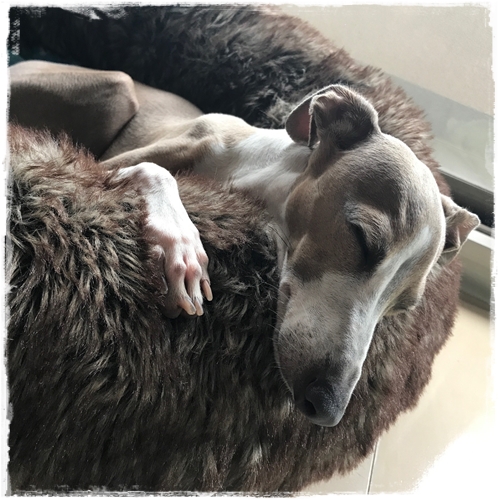 f:id:gino-ig:20170703231330j:plain