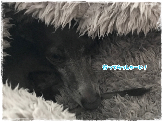 f:id:gino-ig:20170712225610j:plain