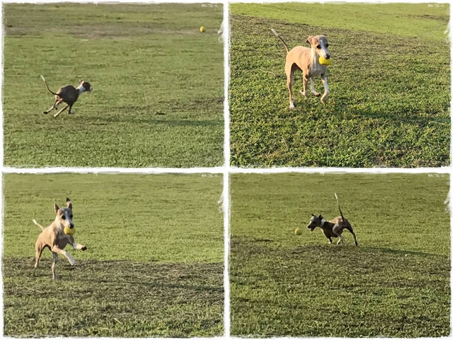 f:id:gino-ig:20170712230416j:plain