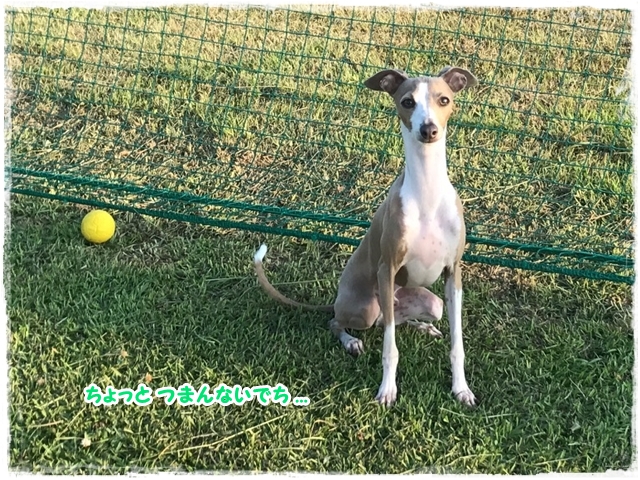 f:id:gino-ig:20170712230538j:plain