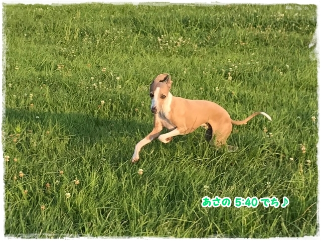 f:id:gino-ig:20170712232505j:plain