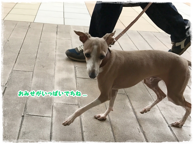 f:id:gino-ig:20170801225048j:plain f:id:gino-ig:20170801225048j:plain