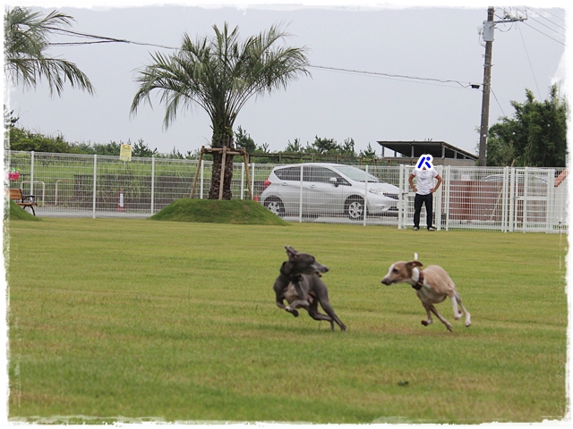 f:id:gino-ig:20170804000851j:plain