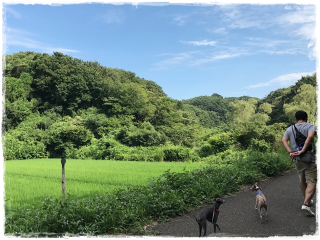 f:id:gino-ig:20170809233911j:plain