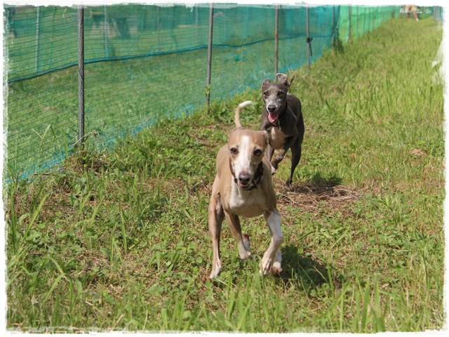 f:id:gino-ig:20170816230521j:plain