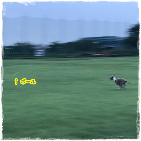 f:id:gino-ig:20170826230151j:plain