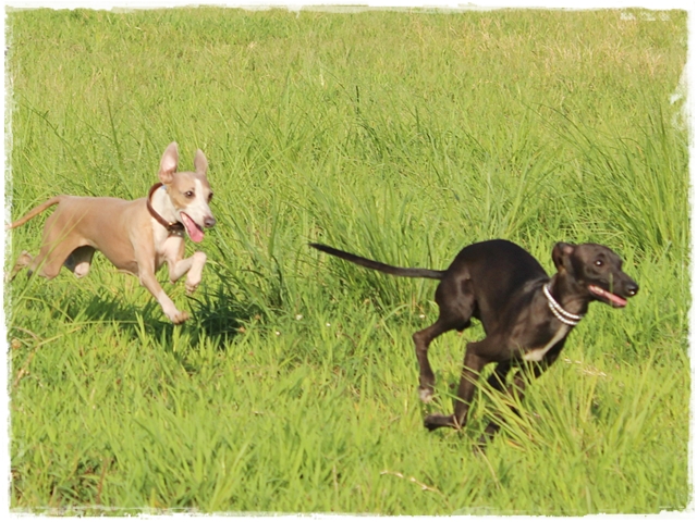 f:id:gino-ig:20170828231325j:plain f:id:gino-ig:20170828231325j:plain