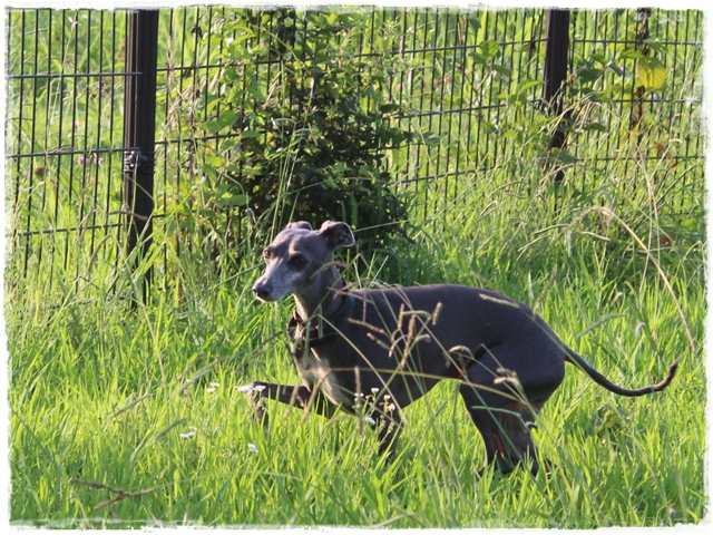 f:id:gino-ig:20170828232728j:plain f:id:gino-ig:20170828232728j:plain