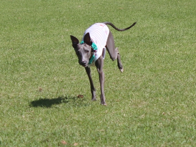 f:id:gino-ig:20171011225954j:plain