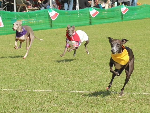 f:id:gino-ig:20171011230126j:plain