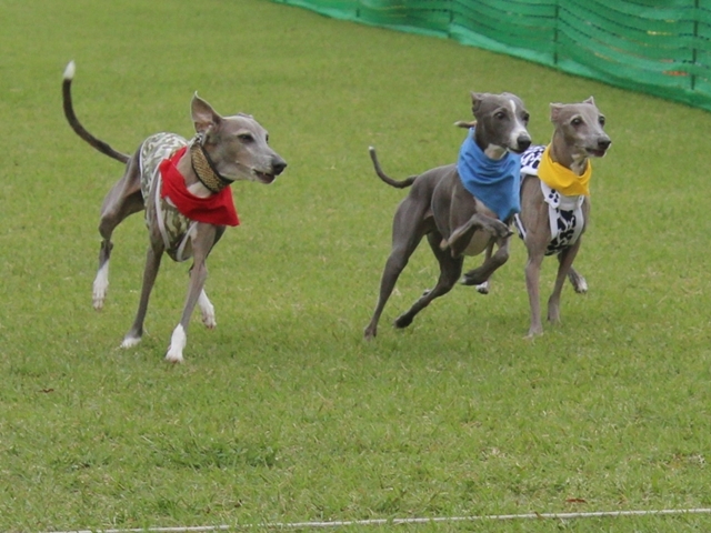 f:id:gino-ig:20171011230434j:plain