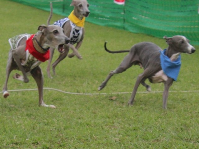 f:id:gino-ig:20171011230615j:plain