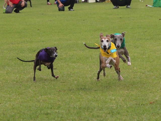 f:id:gino-ig:20171011230649j:plain