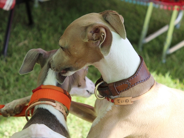 f:id:gino-ig:20171012232403j:plain f:id:gino-ig:20171012232403j:plain