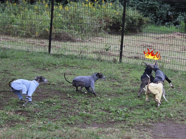 f:id:gino-ig:20171014221205j:plain f:id:gino-ig:20171014221205j:plain