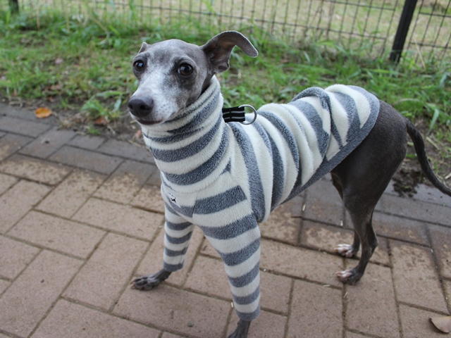 f:id:gino-ig:20171014221359j:plain f:id:gino-ig:20171014221359j:plain