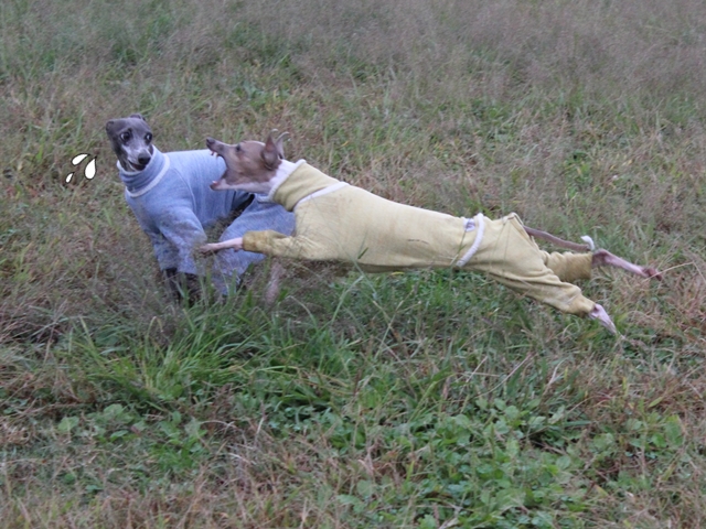 f:id:gino-ig:20171015231947j:plain