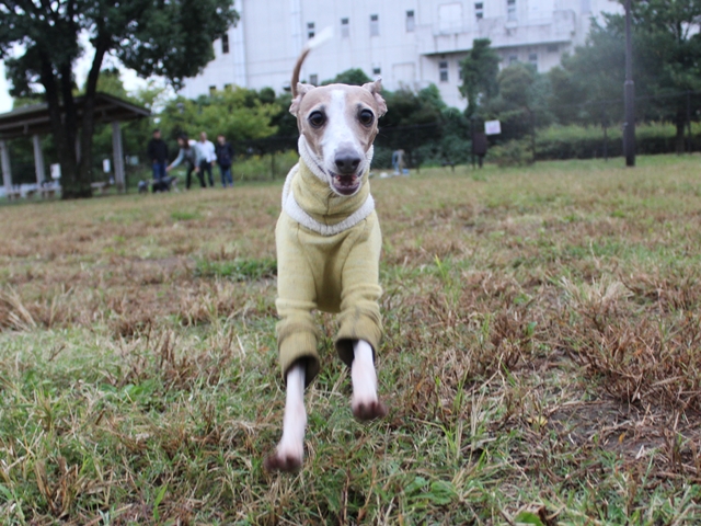 f:id:gino-ig:20171015232628j:plain