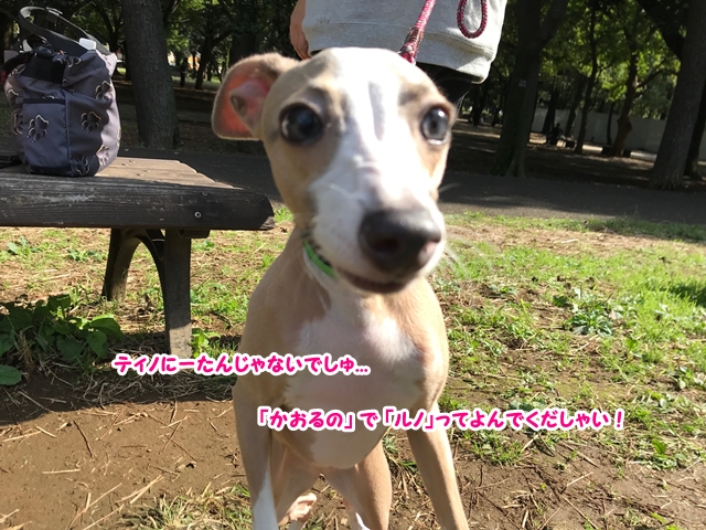 f:id:gino-ig:20171019235939j:plain f:id:gino-ig:20171019235939j:plain