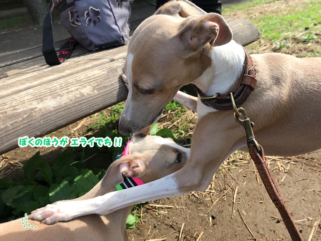 f:id:gino-ig:20171020000239j:plain f:id:gino-ig:20171020000239j:plain