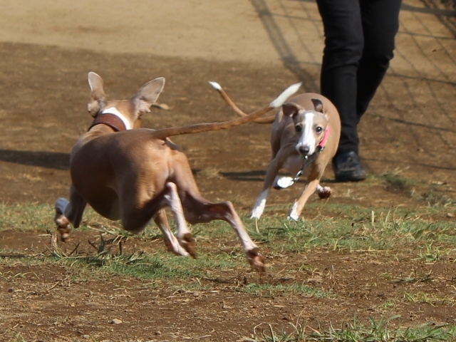 f:id:gino-ig:20171020000547j:plain f:id:gino-ig:20171020000547j:plain