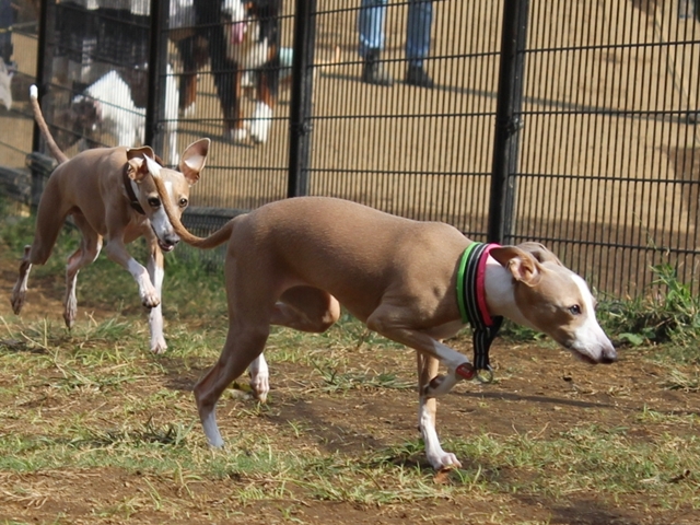 f:id:gino-ig:20171020000904j:plain f:id:gino-ig:20171020000904j:plain