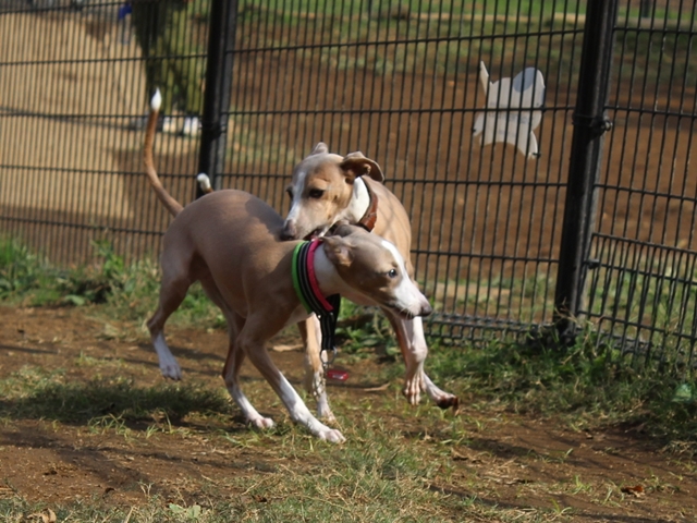 f:id:gino-ig:20171020002614j:plain f:id:gino-ig:20171020002614j:plain