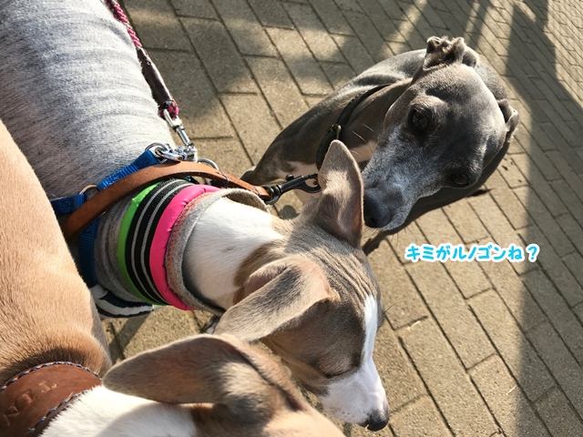 f:id:gino-ig:20171020003027j:plain f:id:gino-ig:20171020003027j:plain