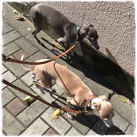 f:id:gino-ig:20171023232207j:plain f:id:gino-ig:20171023232207j:plain