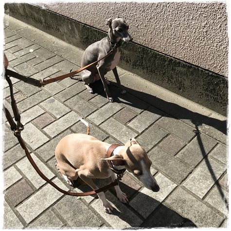 f:id:gino-ig:20171023232257j:plain f:id:gino-ig:20171023232257j:plain