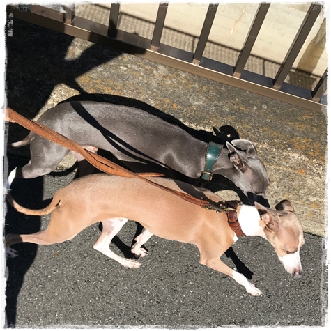 f:id:gino-ig:20171023232407j:plain f:id:gino-ig:20171023232407j:plain